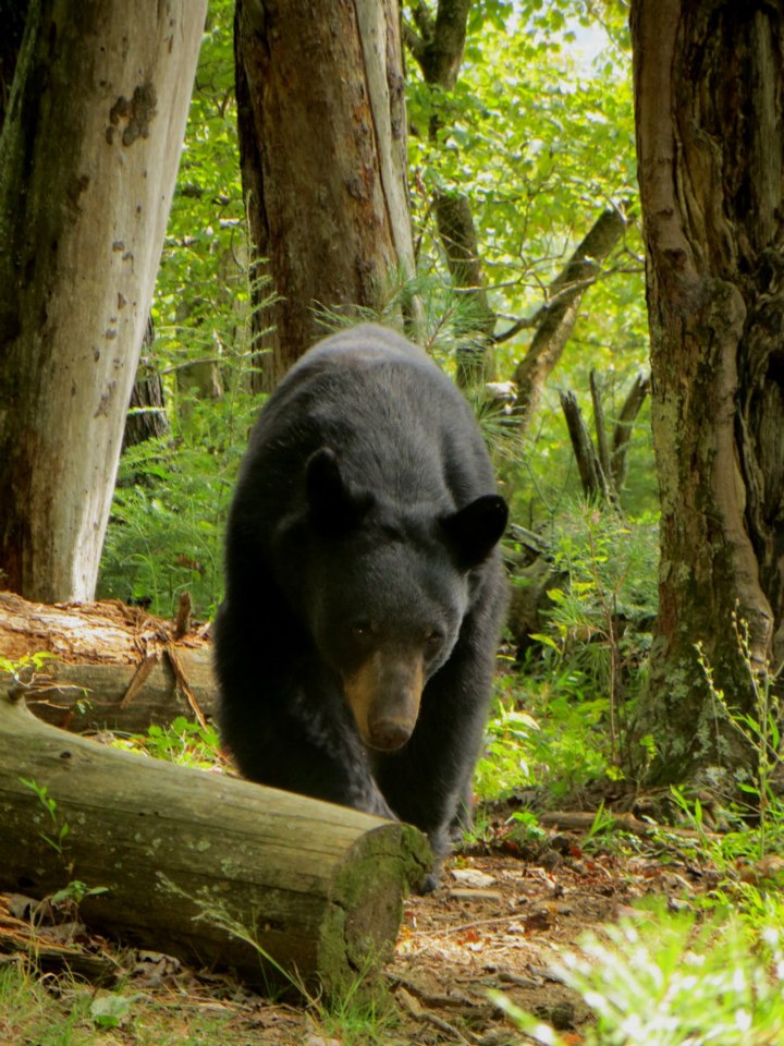 A black bear walking through a lush green forest in Cades Cove, Great Smoky Mountains National Park, surrounded by trees and fallen logs.