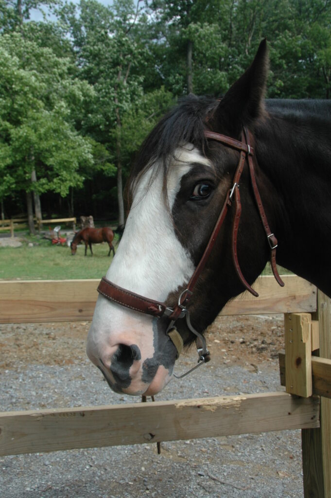 A black and white horse wearing a bridle, standing near a wooden fence at a riding stable, with another horse grazing in the background among trees.