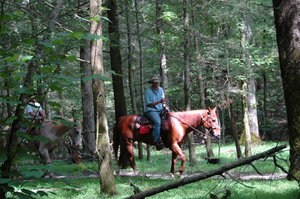 Two riders on horseback traveling along a wooded trail in Cades Cove, Great Smoky Mountains National Park, surrounded by lush green forest.