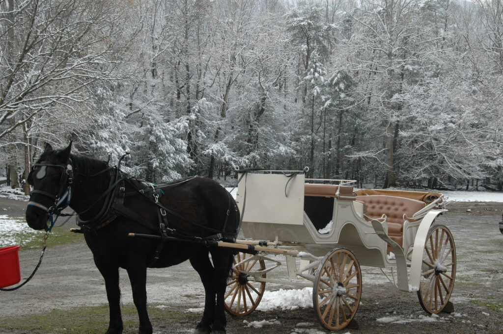 A black horse harnessed to a white carriage on a winter day, with snow-covered trees in the background at Cades Cove Riding Stables.